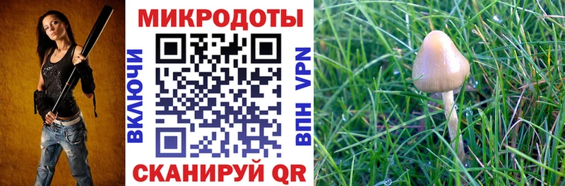 Галлюциногенные грибы Psilocybe  Дно 